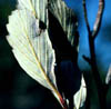 Cercocarma3670