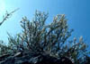 Cercocarmg3798