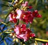 Chilopsisl3646