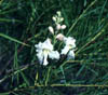 Chilopsisl3832