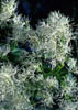 Chionanthv1706