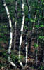 Chionanthv1743