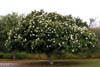 Cordiabois2394