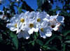 Cordiabois2398