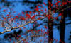 Cornusflor1780