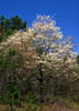 Cornusflor2543