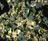 Cornusflor3522