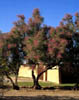 Cotinusobo2532