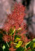 Cotinusobo2560