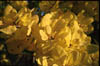 Cotinusobo6809