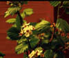 Crataegusg2591