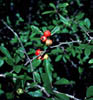 Crataeguso1751
