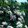 Crataegust1850