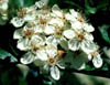 Crataegusv1984