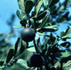 Diospyrost2681
