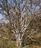 Diospyrost2688