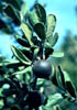 Diospyrost3005