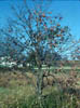 Diospyrosv2007
