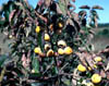 Diospyrosv2259
