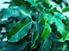 Esenbeckia1468