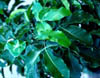 Esenbeckia2387