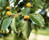 Fagusgrand1907