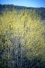 Forestiera2271