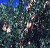 Fraxinusgr3858