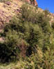 Fraxinuspa5846