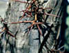 Gleditsiat3700