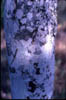 Helietta3591