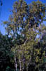 Heliettapa6473
