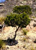 Juniperusa2496