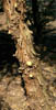 Juniperusd1868