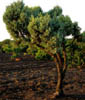Juniperusd1872