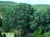 Juniperusd3740