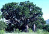 Juniperusp4141