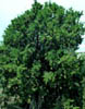 Juniperuss2705