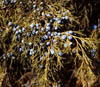 Juniperuss2710