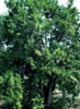 Juniperuss3669