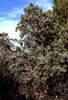 Juniperuss5855
