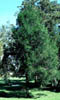 Juniperuss6484