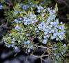 Juniperusv2265