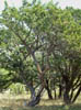 Juniperusv2493