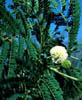 Leucaenapu2392