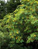 Leucaenare2561