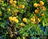 Leucaenare4129