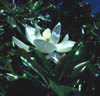 Magnoliagr1445