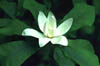 Magnoliapy2876