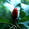Magnoliapy2879